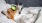 a dog with a tennis ball in its mouth